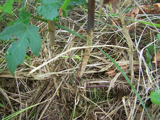 M&auml;usesch&auml;den (Foto: Th&uuml;ringenForst)