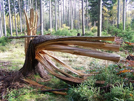 Zerborstene Fichte (Foto: Th&uuml;ringenforst)
