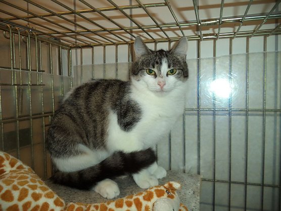 Tier der Woche: Brenda (Foto: Tierheim ndh) Tier der Woche: Brenda (Foto: Tierheim ndh)