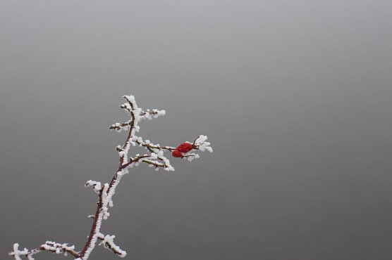 Der Winter k&ouml;nnte Anfang M&auml;rz noch einmal anklopfen (Foto: Angelo Glashagel)