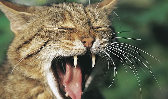 Nicht mit nach Hause nehmen (Foto: Thomas Stephan/BUND)