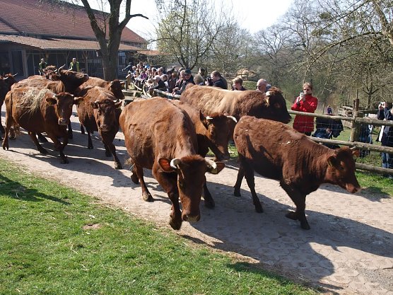 Almauftrieb (Foto: Gut Herbigshagen)