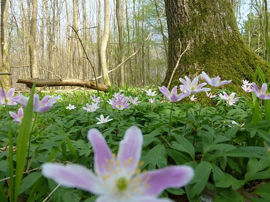 Fr&uuml;hlings-Anemone (Foto: Uwe M&uuml;ller)