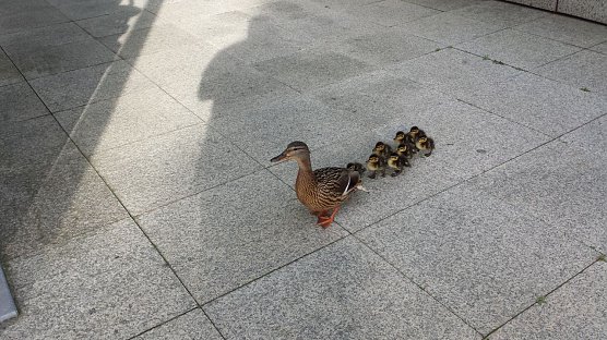 Entenfamilie (Foto: Polizei G&ouml;ttingen)