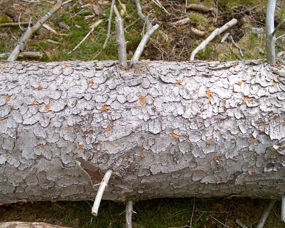 Borkenkäfer (Foto: Thüringenforst) Borkenkäfer (Foto: Thüringenforst)