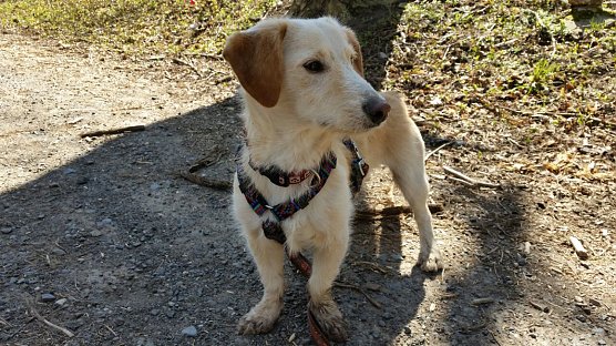 Hund (Foto: Karin Ziegler)