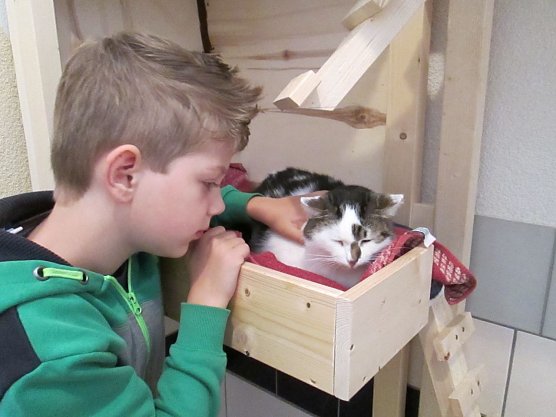 Katzen beschäftigen (Foto: Karin Ziegler) Katzen beschäftigen (Foto: Karin Ziegler)