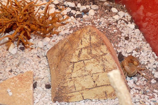 Welt der Spinnen (Foto: Karl-Heinz Herrmann) Welt der Spinnen (Foto: Karl-Heinz Herrmann)