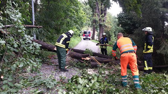 Baum umgestürzt (Foto: Feuerwehr Heiligenstadt) Baum umgestürzt (Foto: Feuerwehr Heiligenstadt)
