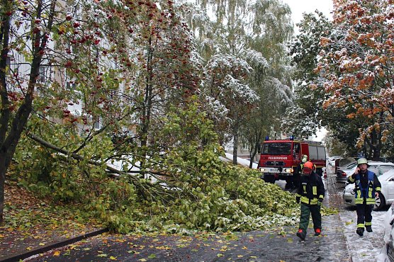 Baumaktion (Foto: Feuerwehr Heiligenstadt)