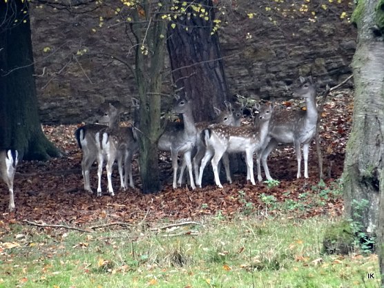 Rehe (Foto: Ilka K&uuml;hn)