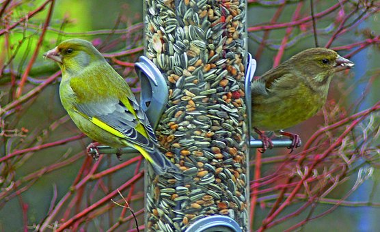 Grünfinken am Futtersilo (Foto: Ludwichowski) Grünfinken am Futtersilo (Foto: Ludwichowski)