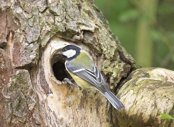 Auf Platz zwei kam die Kohlmeise  (Foto: Frank Hecker Naturfotografie)