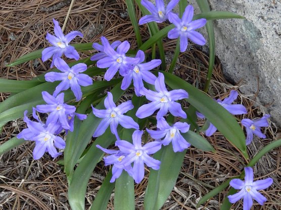 Fr&uuml;hlingsbl&uuml;her (Foto: Ilka K&uuml;hn)