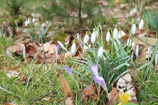 Vorfrühling seit Dezember - die Wetterlage aus Pflanzensicht (Foto: Angelo Glashagel) Vorfrühling seit Dezember - die Wetterlage aus Pflanzensicht (Foto: Angelo Glashagel)