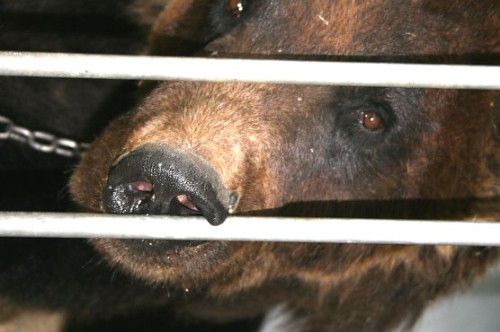 Bär Ben (Foto: Rüdiger Schmiedel) Bär Ben (Foto: Rüdiger Schmiedel)