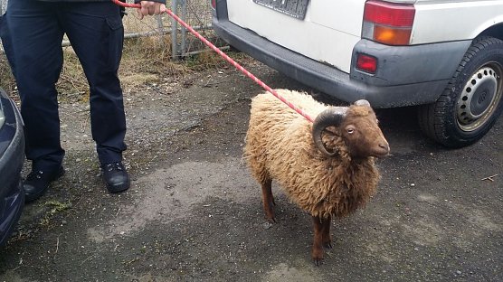 Wem geh&ouml;rt der Schafbock? (Foto: Polizei G&ouml;ttingen)