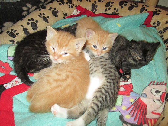 Katzen (Foto: Karin Ziegler)