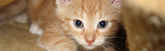 Kleines K&auml;tzchen (Foto: Karin Ziegler)