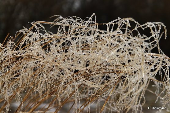 Wieder Nachtfrost (Foto: Gernot Thelemann)