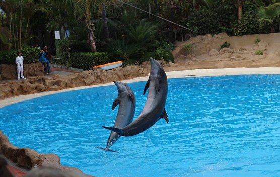 Delphin-Show (Foto: Tierschutzbund)
