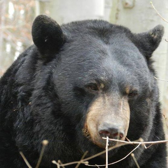 Jimmy (Foto: Vera Faupel)