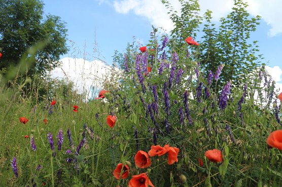Wetterbild (Foto: Angelo Glashagel)
