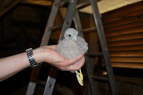 Turmfalke (Foto: Wilfried Fromm)