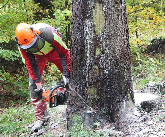 Forstwirt_Holzernte (Foto: HorstSproßmann) Forstwirt_Holzernte (Foto: HorstSproßmann)