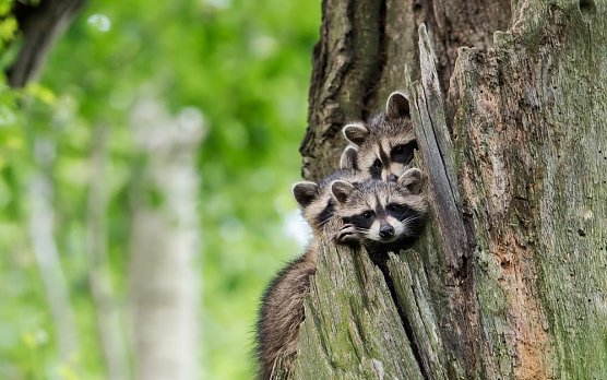 Der Waschb&auml;r ist bei uns angekommen (Foto: www.andersfotografiert.com)