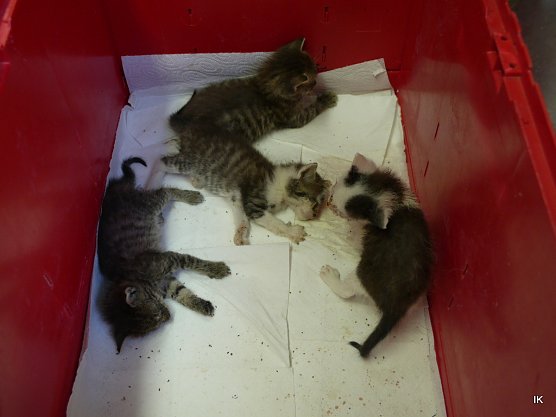 Katzen (Foto: Ilka K&uuml;hn)