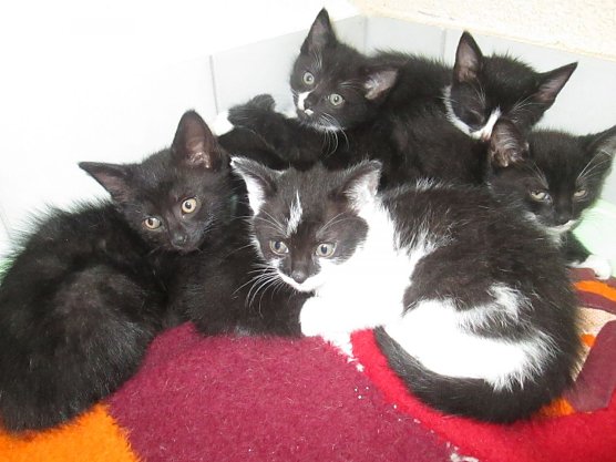 Katzen (Foto: karin ziegler)