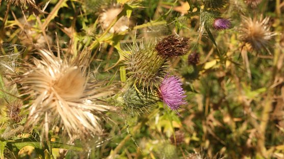 Wetterbild (Foto: Angelo Glashagel)