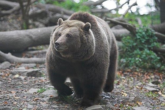 Bärin Maika (Foto: Bärenpark) Bärin Maika (Foto: Bärenpark)