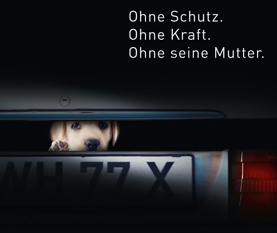 Gegen Welpenhandel (Foto: Tierschutzbund)