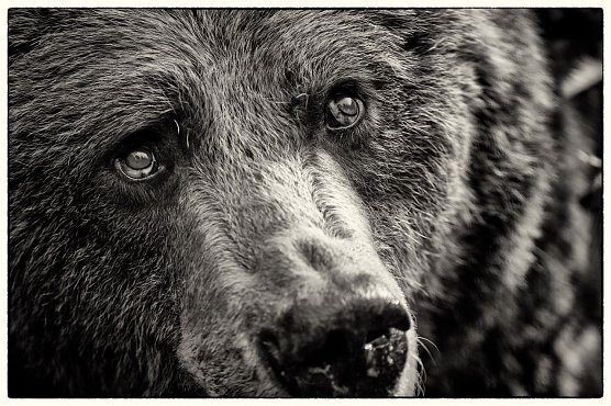 B&auml;r (Foto: Stiftung f&uuml;r B&auml;ren)