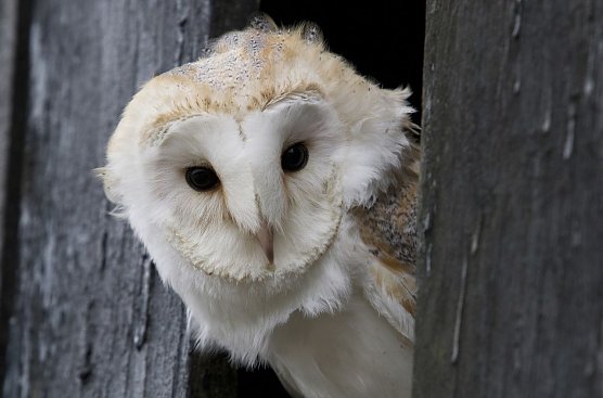 Schleiereule (Foto: Rosl R&ouml;ssner)