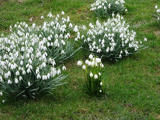 Schneegl&ouml;ckchen und M&auml;rzenbecher (Foto: Ilka K&uuml;hn)