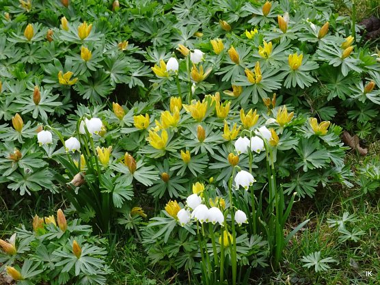 Winterlinge (Foto: Ilka K&uuml;hn)