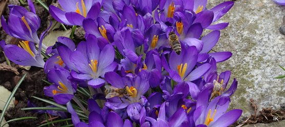 Bienen in Krokussen (Foto: Ilka K&uuml;hn)