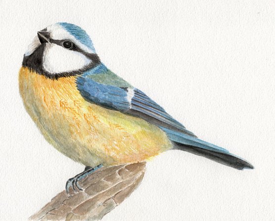 Blaumeise (Foto: Anja Meuthen)