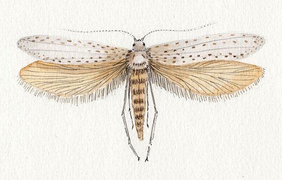 Motte (Foto: Anja Meuthen)