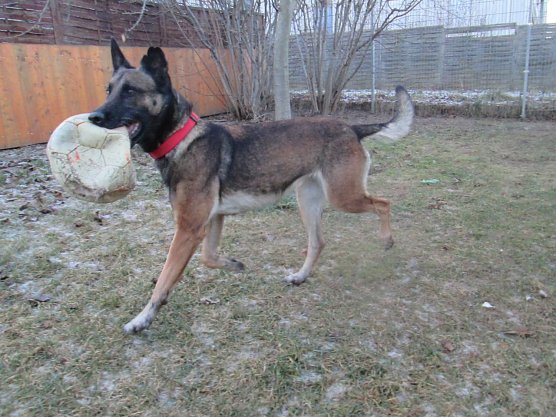 Dina (Foto: Karin Ziegler)