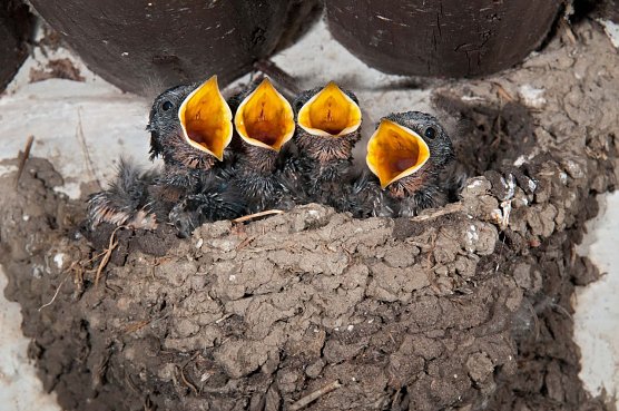 Rauchschwalbenk&uuml;ken im Nest (Foto: Leo/fokus-natur.de)