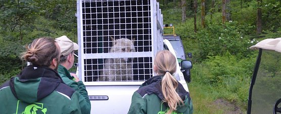 Wolftransport (Foto: Bern Nonnenmacher)