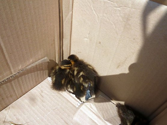 Entenk&uuml;ken gerettet (Foto: Polizei)