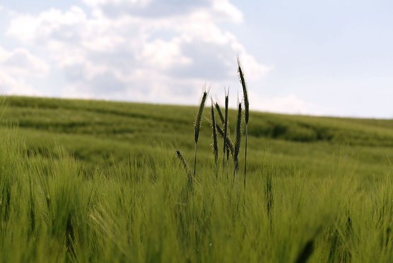 Wetterbild (Foto: Gernot Thelemann) Wetterbild (Foto: Gernot Thelemann)
