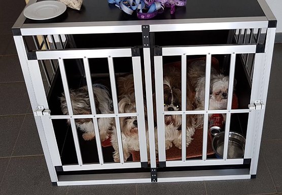 Hunde vom Unfall (Foto: Polizei)