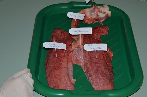 Projektstart (Foto: Landkreis) Projektstart (Foto: Landkreis)