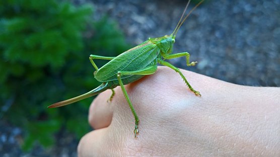 Gr&uuml;nes Heupferd (Foto: Joachim Retzek)